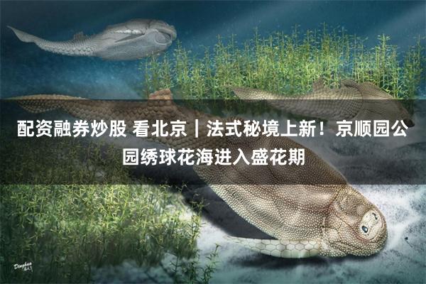 配资融券炒股 看北京｜法式秘境上新！京顺园公园绣球花海进入盛花期