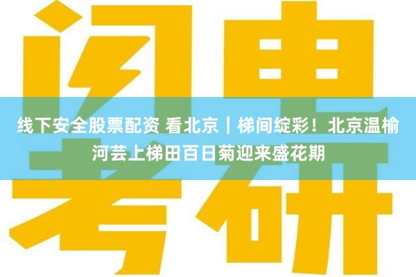 线下安全股票配资 看北京｜梯间绽彩！北京温榆河芸上梯田百日菊迎来盛花期
